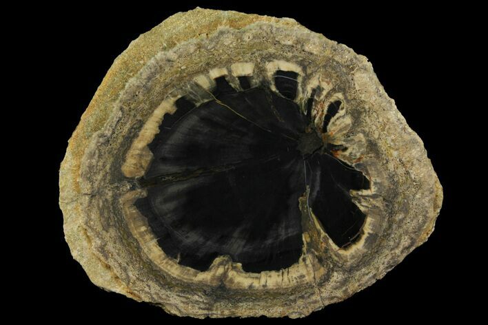 Petrified Wood (Hermanophyton) Slab - Colorado #166403